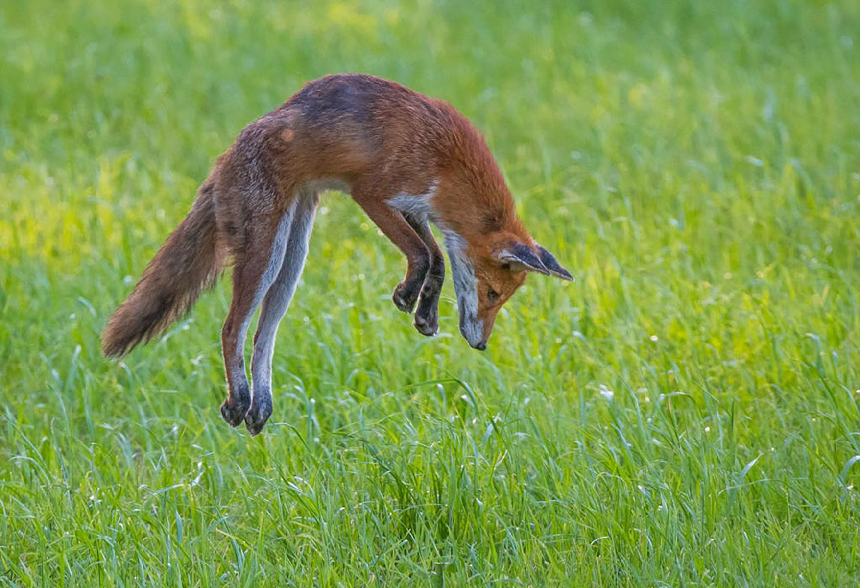 Are Foxes Friendly?
